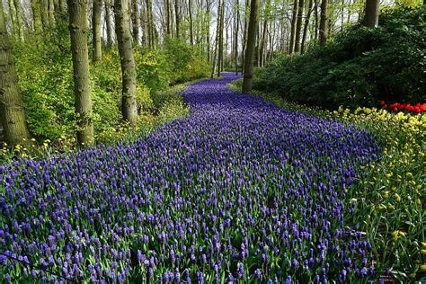 Hd Wallpaper Photography Of Violet Flower Field Flowers Forest