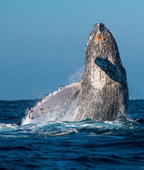 The Hermanus Whale Festival A Celebration Of Southern Right Whales In