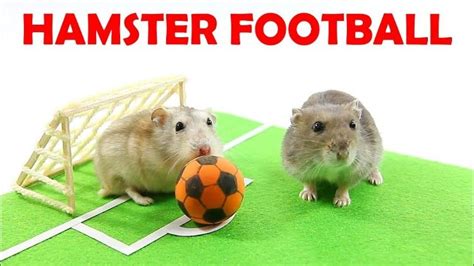 Three Hamsters Playing Football Mochi Toto Or Chip Who Will Win In