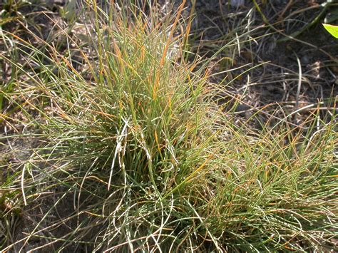 Festuca Idahoensis Festuca Idahoensis Is One Of The Most A Flickr