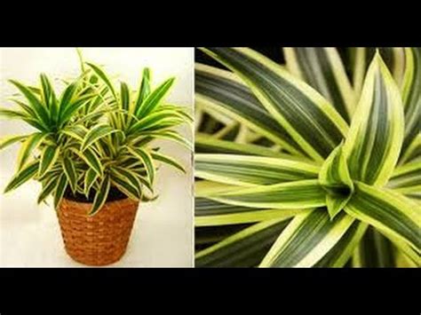 Mount a humidity gauge in the room so you can monitor humidity. How to grow indoor plant || How to Grow Dracaena Reflexa ...