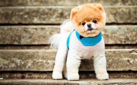 33 Adorably Chubby Puppies That Look Just Like Teddy Bears Pulptastic