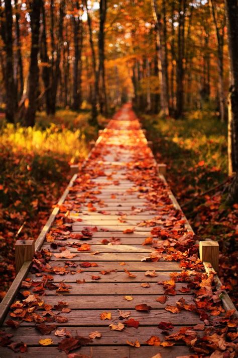 Forever Autumn Via Tumblr On We Heart It Fall Wallpaper Fall
