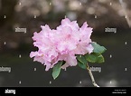 Rhododendron 'Daphne Millais' Stock Photo - Alamy