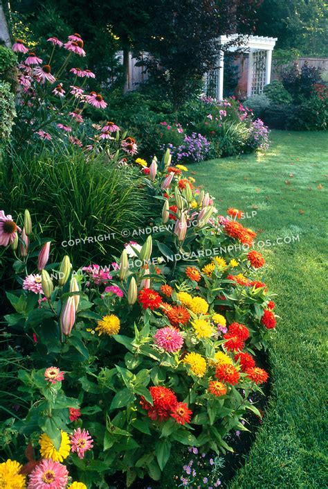 Portulacas are annuals everywhere except tropical zones. colorful border of summer annuals at sunrise ...