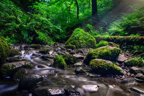 Forest Stream Running Over Mossy Rocks Stock Photo Image Of Flow