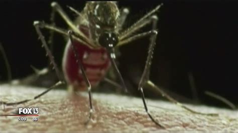texas announces first locally transmitted zika case