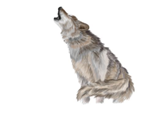 Wolf Png Transparent Image Download Size 999x799px