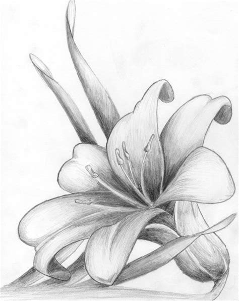 Lilly Drawing By Max Chaney On Deviantart Diy Flowers
