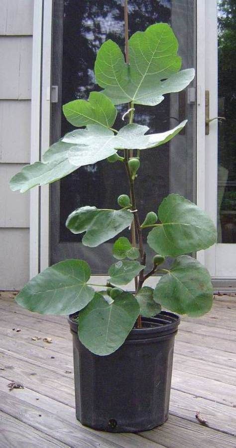Potted Fig Trees Growing Fig Trees Fig Tree Potted Trees