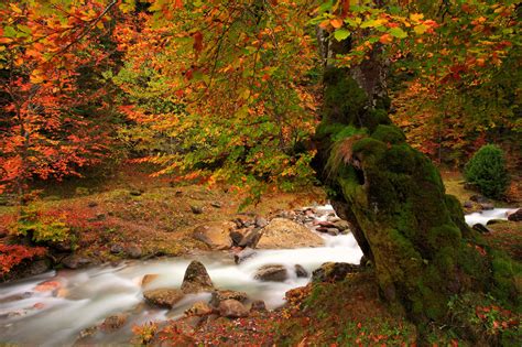 Nature Tree Autumn River Moss Wallpaper 2048x1365