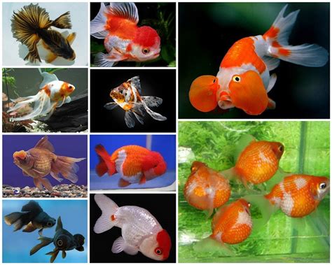 Unduh 91 Gambar Ikan Mas Tanpa Warna Hd Info Gambar