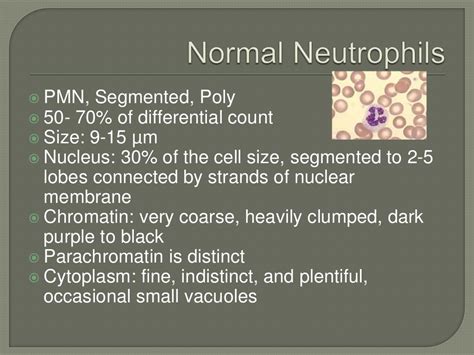 Reactive Atypical Abnormal Morphology Of Neutrophils