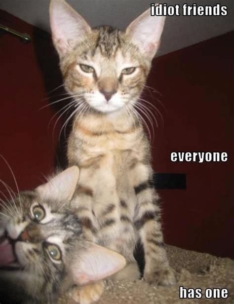 27 Funny Animal Memes 4 Is Hilariously Inappropriate Funny Animal