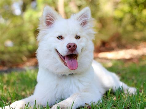I've tried many variations of the vacuum and rake cycle but here is what works best for me (with supportive pictures because they are worth 1000 words and blah blah). How To Get Dog Hair Out Of Car Carpet | The 5 Best ...