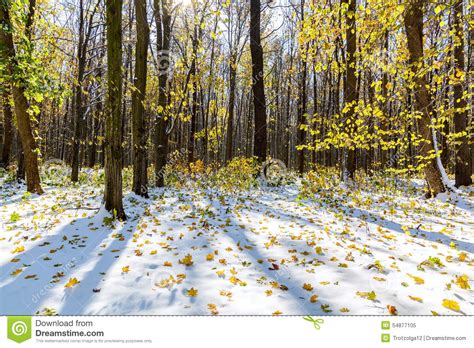 Autumn Forest Under First Snow Winter Landscape Stock