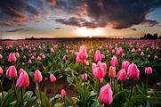pink tulips flowers #field the sun #flowers #spring #tulips #1080P # ...