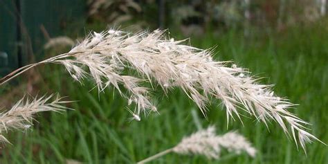 A Guide To Australian Native Grasses Experienced Lawn Care Professionals