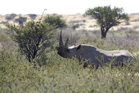Namibia Wildlife Holidays And Tailor Made Tours