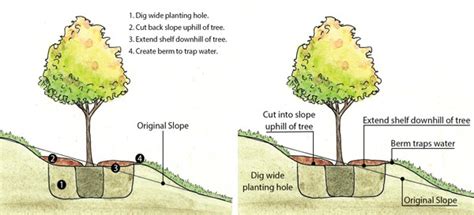 3 Steps To Planting Trees On A Slope Southern Living Plants
