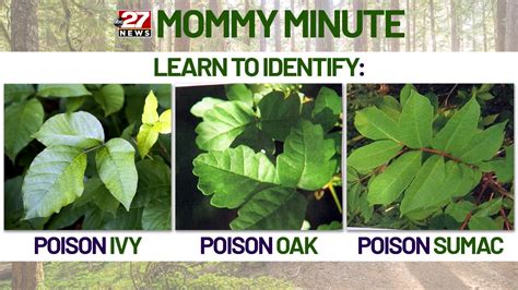 Mommy Minute Teaching Kids To Identify Poisonous Plants