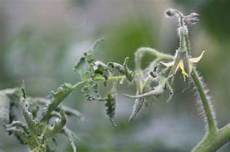 Curling Leaves On Tomato Plants