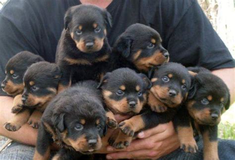 Rottweiler is a working dog from germany. Rottweiler Puppies Available For Adoption - Buy Rottweiler ...