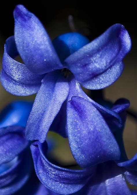 Deep Blue Flower Photograph By Svetlana Sewell Fine Art America