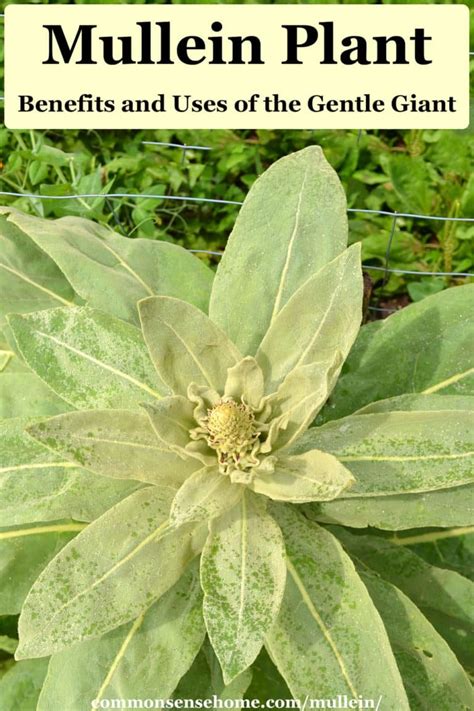 Mullein Plant Benefits And Uses Of The Gentle Giant