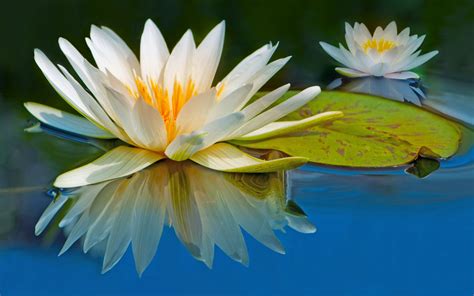 Download Water Reflection Flower Nature Water Lily 4k Ultra Hd Wallpaper