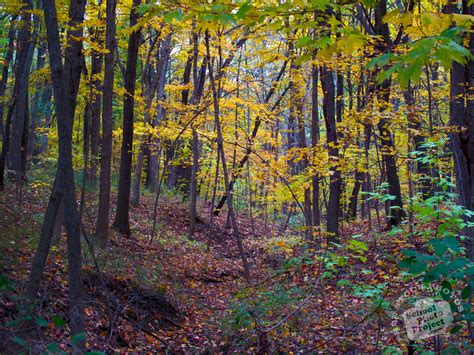 Free Maple Trees Photo Fall Foliage Picture Maple Forest Royalty Free Landscape Stock Photo