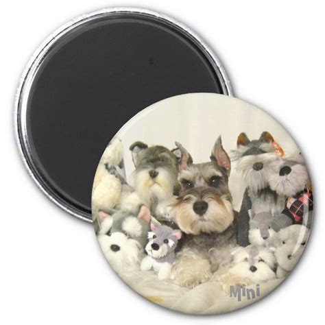 Cute Mini Schnauzer Magnet Zazzle