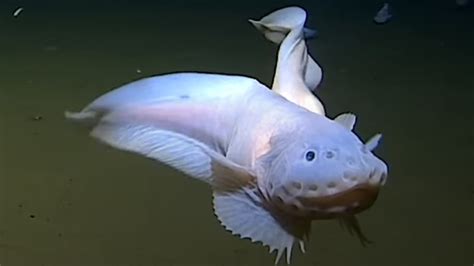Scientists Find Weird Fish At Deepest Depth Ever Recorded