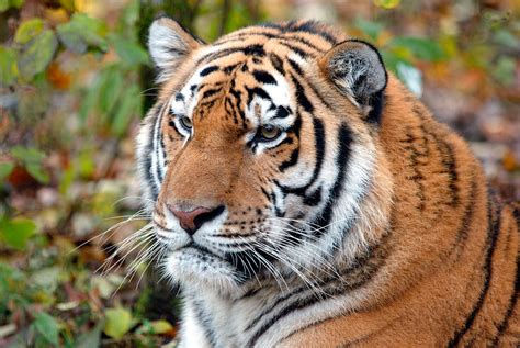 Tigers In The Wild Wwf Aims To Double The Population By 2022 Wwf