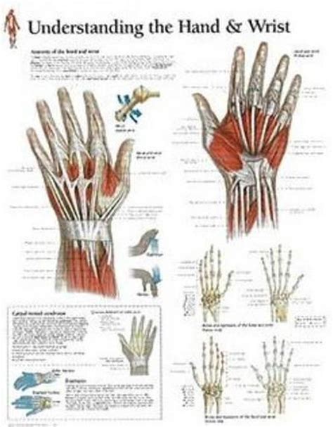 Understanding The Hand And Wrist Laminated Poster By Scientific