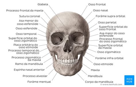 Crânio Humano Anatomia Estrutura E Ossos Kenhub