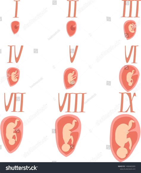 Intrauterine Development Fetus Illustration Infographics Medical Stock
