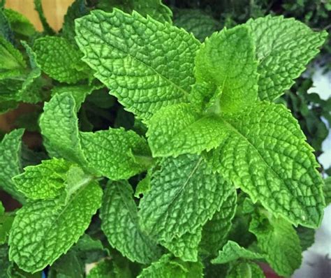 10 Reasons to Grow Mint (Without Fear)