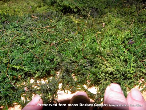 Moss Preserved Sheet Moss Delicate Thuidium Fern Moss Sandwich Etsy