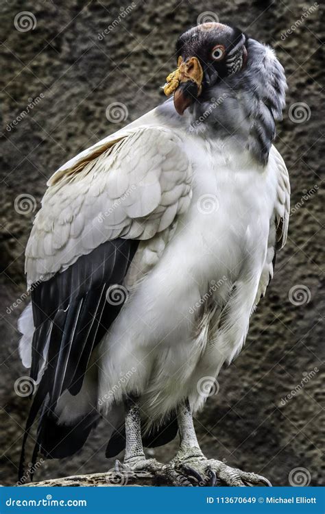 King Vulture Pose Stock Image Image Of Colorful America 113670649