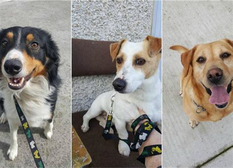 Appeal For Forever Homes As Offaly Dog Shelter Reaches Capacity