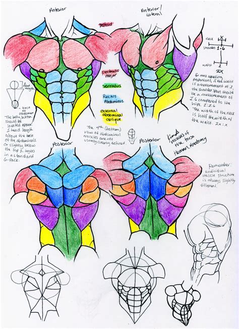 The back comprises the dorsal part of the neck and the torso (dorsal body cavity) from the occipital bone to the top of the tailbone. Muscle Reference- TORSO by 10kk on DeviantArt