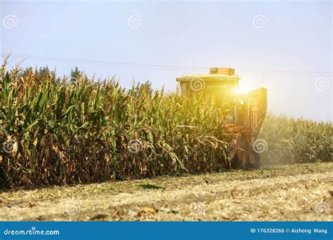 Modern Combine Harvester Is Harvesting Cultivated Ripe Corn Crop Stock