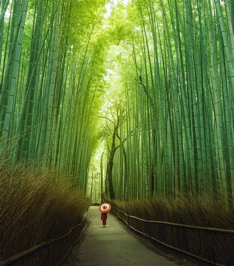 Tripbigs On Twitter Bamboo Forest Or Arashiyama Bamboo Grove Or
