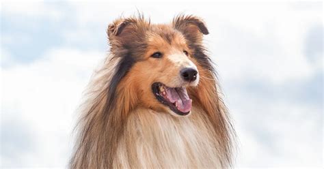 Collie Dog Everything You Need To Know