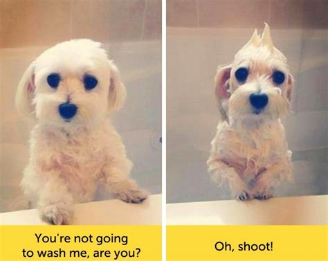 Dogs With Funny Facial Expressions Dogexpress