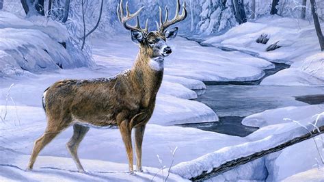 48 Whitetail Deer Screensavers And Wallpaper Wallpapersafari