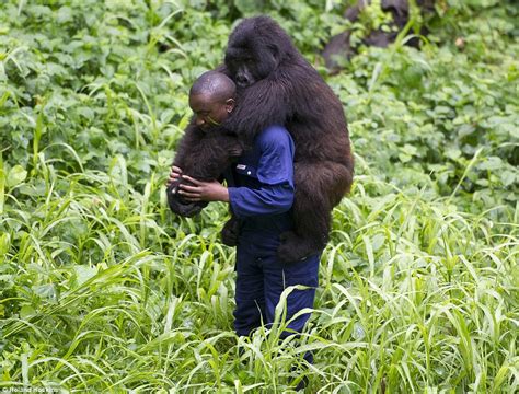 Pictures From Encounter With Endangered Gorillas In The Democratic