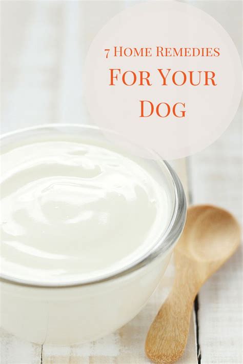 7 Home Remedies For Your Dog Home Remedies Remedies Your Dog