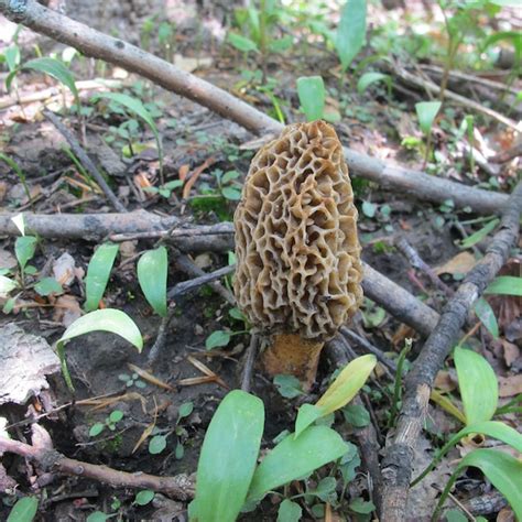 Farms Forests Foods Finding Wild Mushrooms Tips From